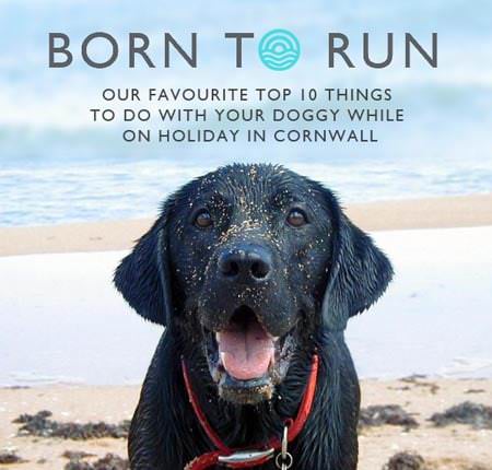 Things to do in Cornwall with dogs