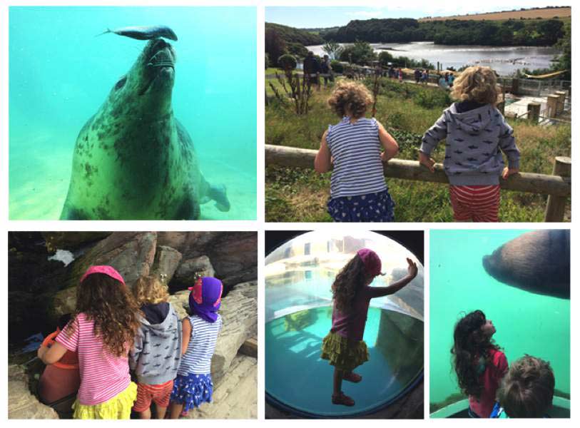 family-days-out-in-cornwall-seal-sanctuary