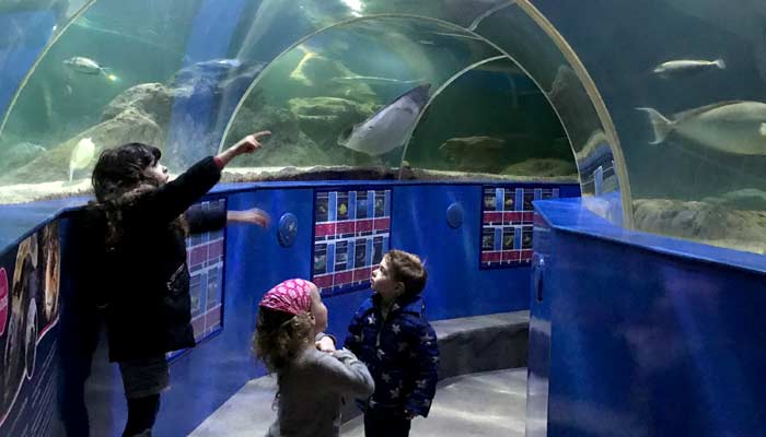 blue-reef-aquarium-in-newquay-sostives