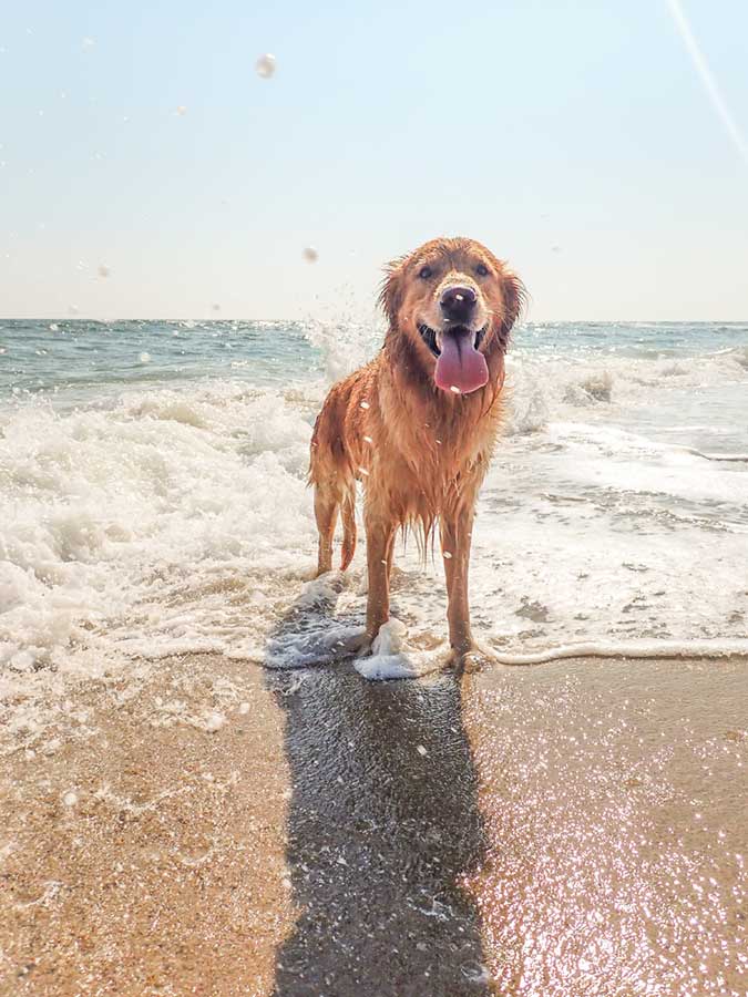 dog-friendly-beaches-in-cornwall